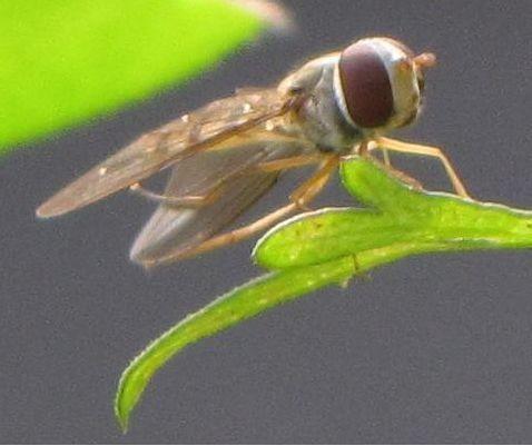 Vacances sur mon balcon Insecte.JPG
