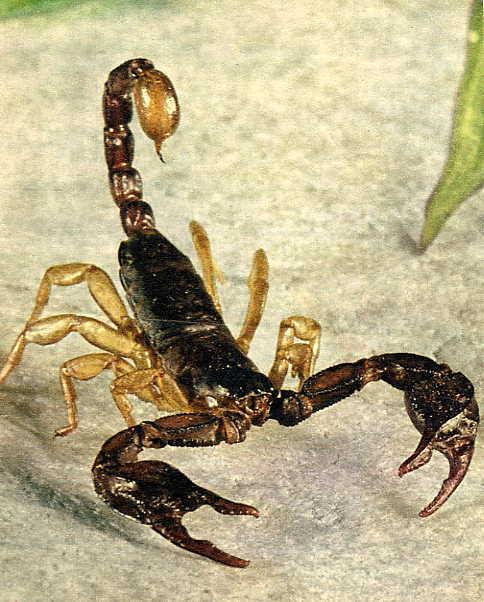 Le Scorpion et la Grenouille.