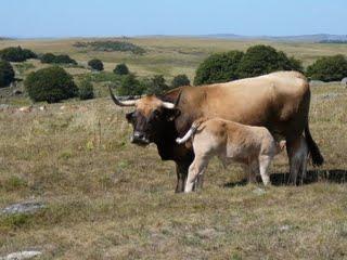 L'Aveyron, terres d'infinis L'Aveyron, terres d'infinis