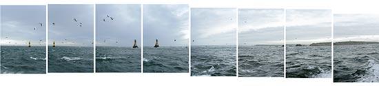 Fous de bassans au passage du phare de la Vieille dans le raz de Sein Vols de fous de bassans au passage du phare de la Vieille dans le raz de Sein