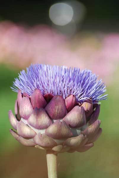 Un petit tour au jardin : #4, août s'en va.