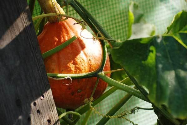 Un petit tour au jardin : #4, août s'en va.