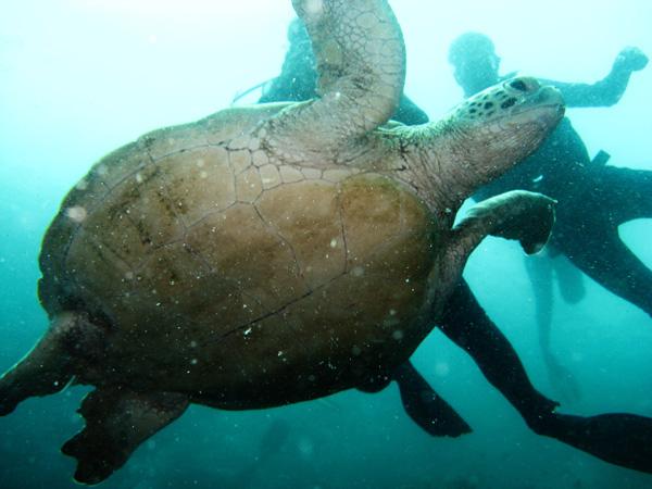 Les merveilles sous-marines de Sipadan Les merveilles sous-marines de Sipadan