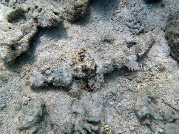 Les merveilles sous-marines de Sipadan Les merveilles sous-marines de Sipadan