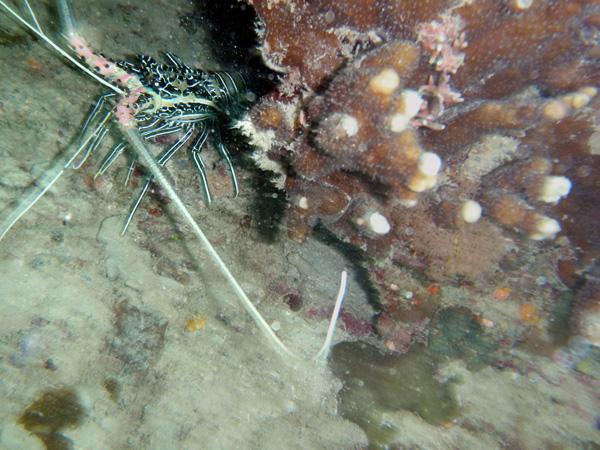 Les merveilles sous-marines de Sipadan Les merveilles sous-marines de Sipadan