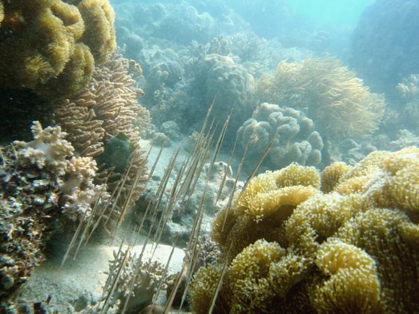 Les merveilles sous-marines de Sipadan Les merveilles sous-marines de Sipadan