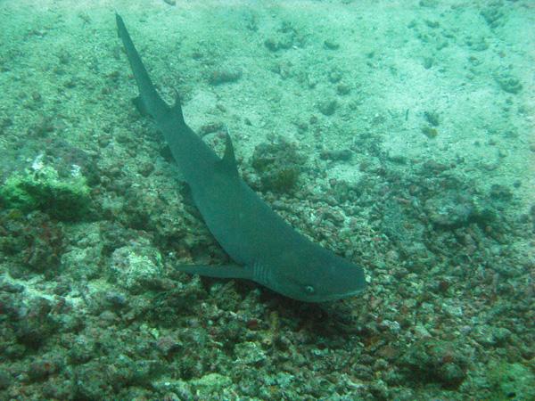 Les merveilles sous-marines de Sipadan Les merveilles sous-marines de Sipadan