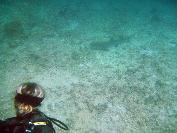 Les merveilles sous-marines de Sipadan Les merveilles sous-marines de Sipadan