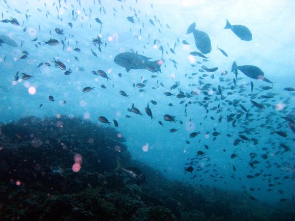 Les merveilles sous-marines de Sipadan Les merveilles sous-marines de Sipadan