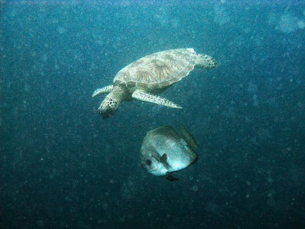 Les merveilles sous-marines de Sipadan Les merveilles sous-marines de Sipadan