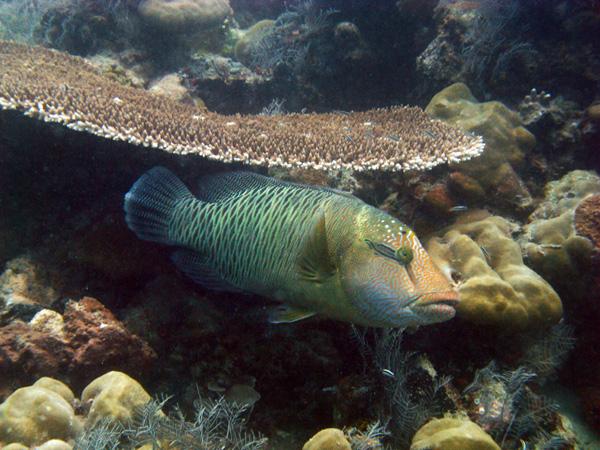 Les merveilles sous-marines de Sipadan Les merveilles sous-marines de Sipadan