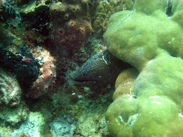 Les merveilles sous-marines de Sipadan Les merveilles sous-marines de Sipadan