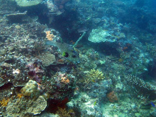 Les merveilles sous-marines de Sipadan Les merveilles sous-marines de Sipadan