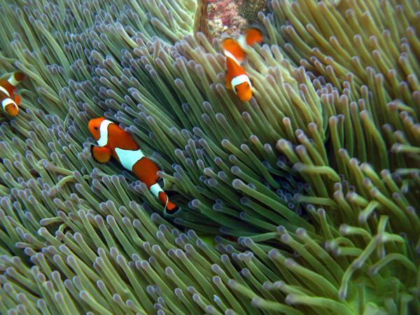 Les merveilles sous-marines de Sipadan Les merveilles sous-marines de Sipadan
