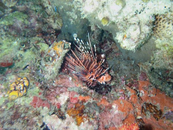 Les merveilles sous-marines de Sipadan Les merveilles sous-marines de Sipadan