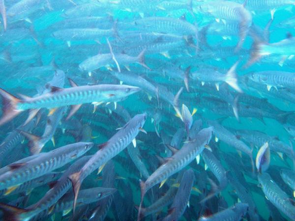 Les merveilles sous-marines de Sipadan Les merveilles sous-marines de Sipadan