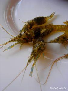 °coquillage & crustacé°°° acte I° crevette_1_160809