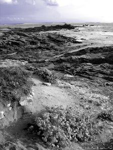 °coquillage & crustacé°°° acte I° bretagne_2009