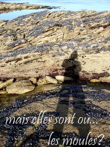 °coquillage & crustacé°°° acte I° moules_160809