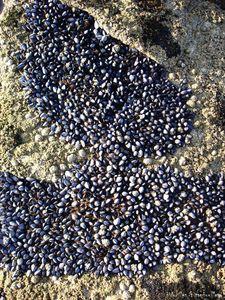 °coquillage & crustacé°°° acte I° moules_2_160809