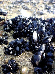 °coquillage & crustacé°°° acte I° moules_4_160809