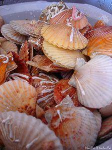 °coquillage & crustacé°°° acte I° p_toncles_160809