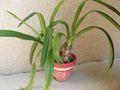 Mettre votre Amaryllis au repos Amaryllis-vert_01
