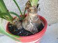 Mettre votre Amaryllis au repos Amaryllis-vert_02