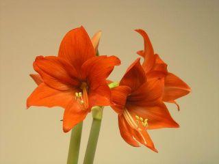 Mettre votre Amaryllis au repos Amaryllis-fleur