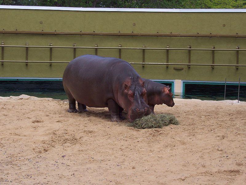 Fichier:Hippos zoo granby 2006-07.JPG