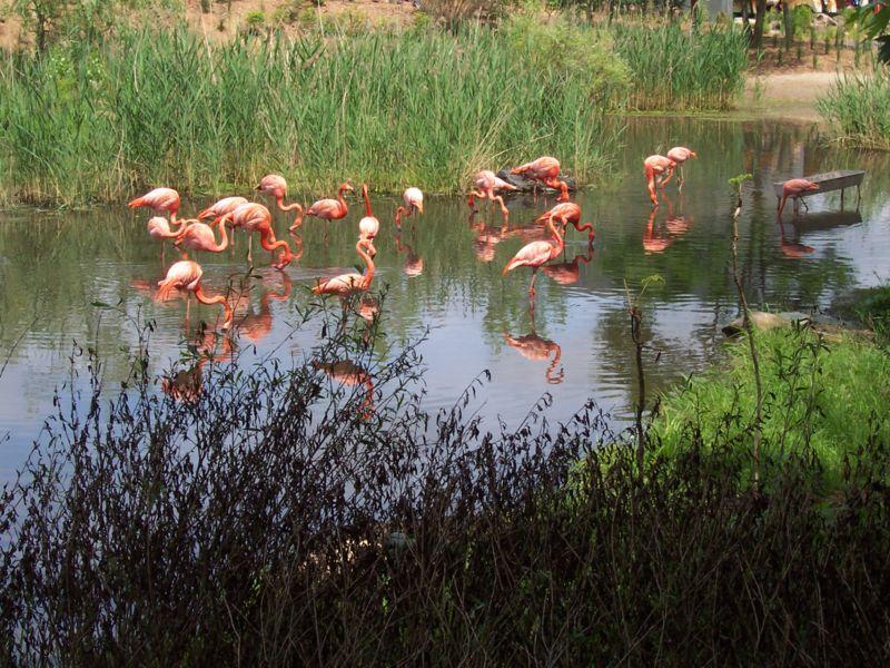 Fichier:Flamingo zoo granby 2006-07.JPG