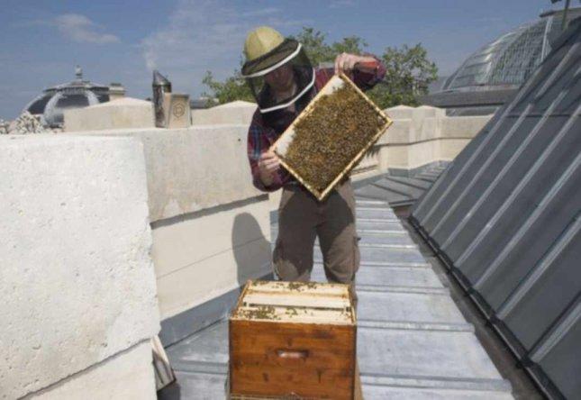 ABEILLE SENTINELLE http://www.developpementdurable.com/gfx/newsArticles/zoomThumbs/090511114418.jpg