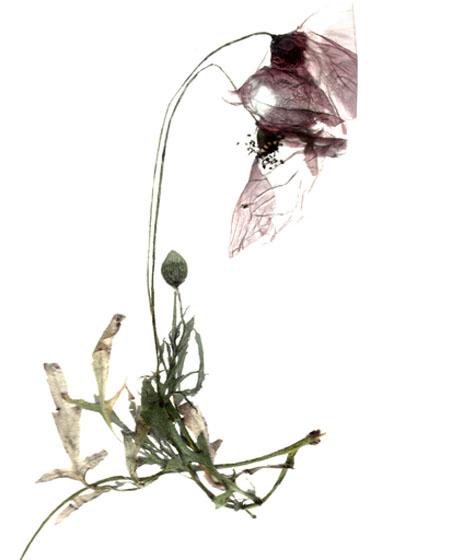 Floralité Floralité