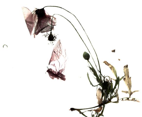 Floralité Floralité