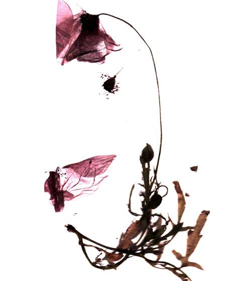 Floralité Floralité