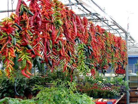 Le marché Jean Talon à Montréal DSC01475