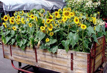 Le marché Jean Talon à Montréal DSC01477