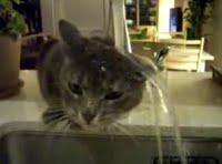 Chat echaudé craint l'eau froide ?