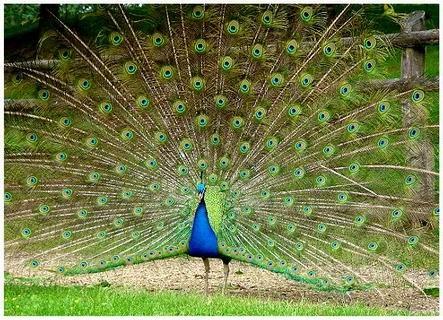 paon_bleu.jpg