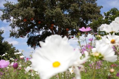 Copyright Nicolas Brulez -0763