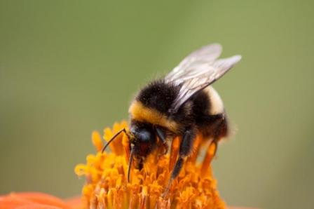 Copyright Nicolas Brulez -0715