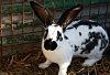 Lapin Lapin