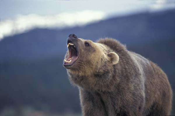 grizzly-des-rocheuses.1252262628.jpg
