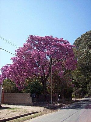 Ben tiens, revoilà le printemps Ben tiens, revoilà le printemps