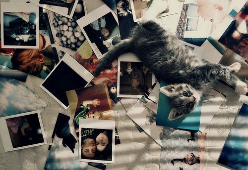 Polaroid et compagnie