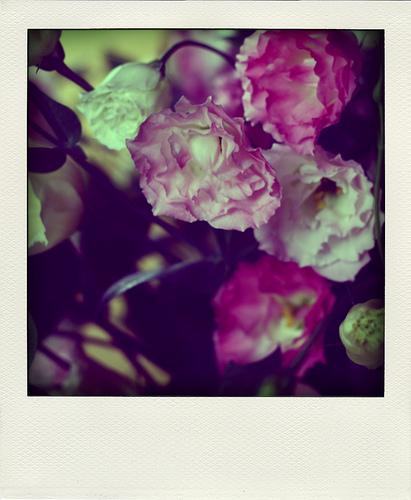 Polaroid et compagnie