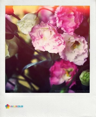 Polaroid et compagnie