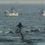 The Cove, la Baie de la Honte : le massacre des dauphins présenté par Luc Besson