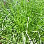 Déodorant roll-on Hindi coco palmarosa