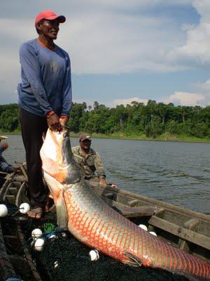 Pirarucu le plus gros poisson du monde